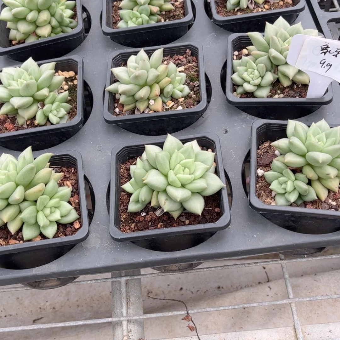 【9号链接象牙带崽】20包邮