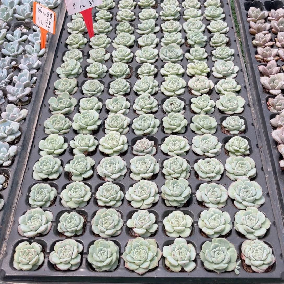 【4天鹅绒穴盘3个】20包邮
