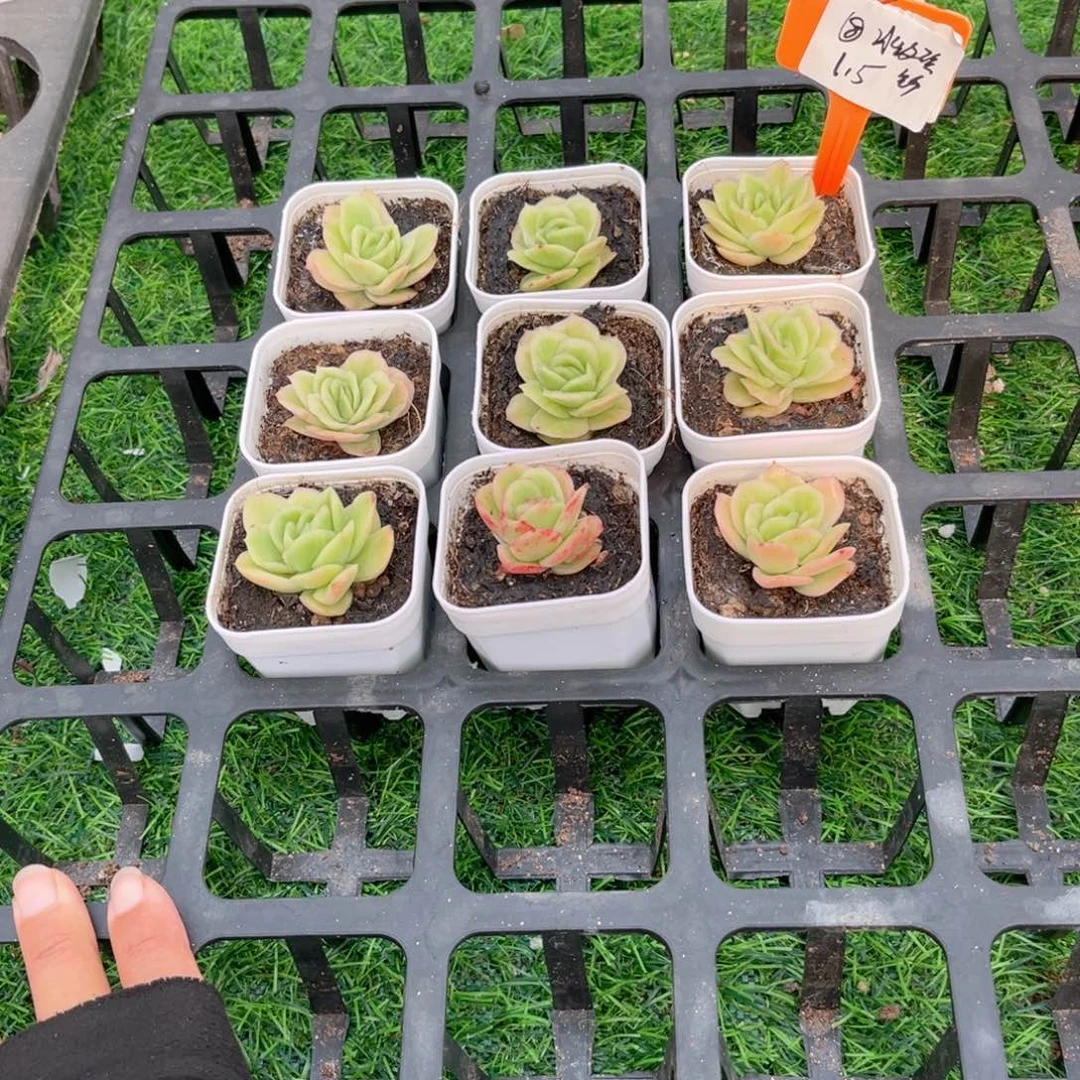 【8冰玫瑰锦小单头】20包邮