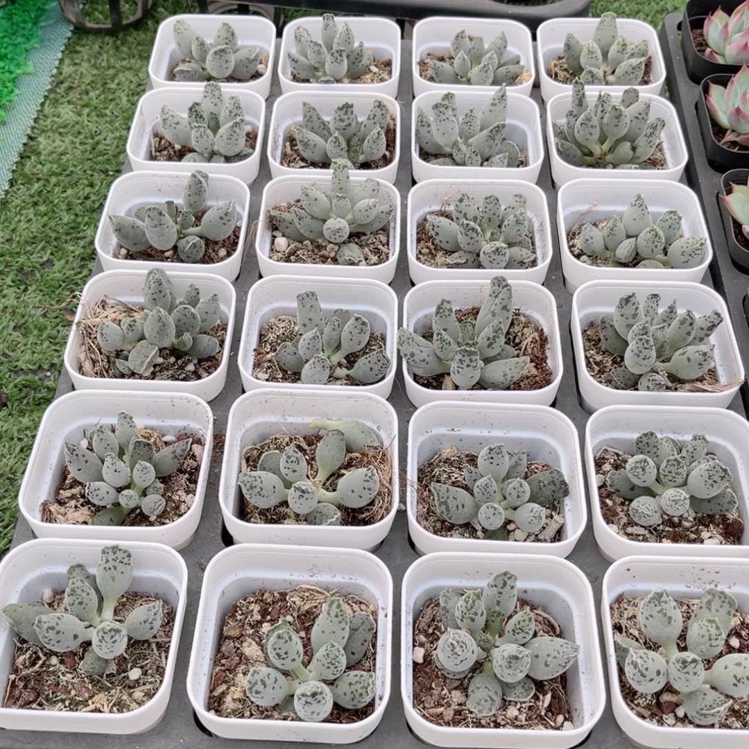 【7小海豹】20包邮