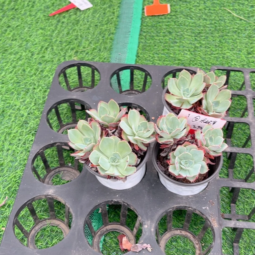 【2太妃苹果】20包邮多肉