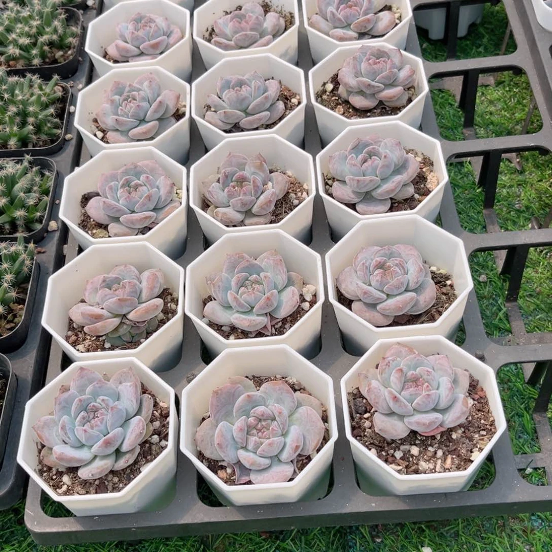 【5星影多肉】20包邮