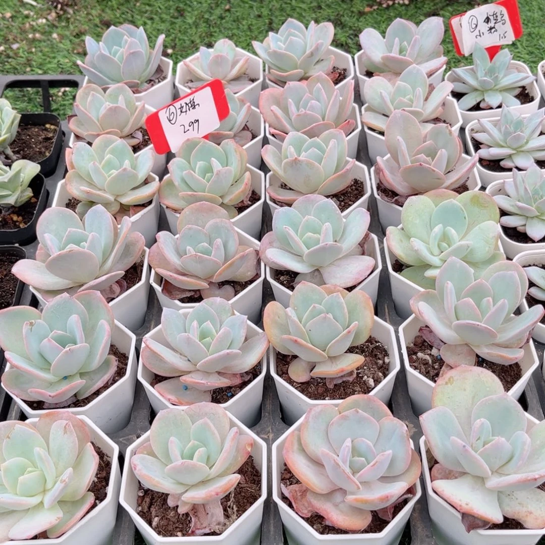 【6奶茶多肉】20包邮