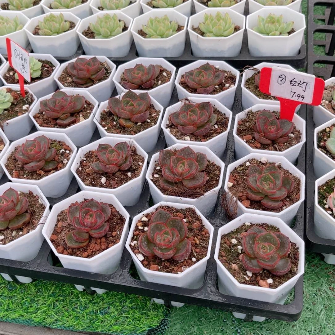 【2红灯多肉】20包邮