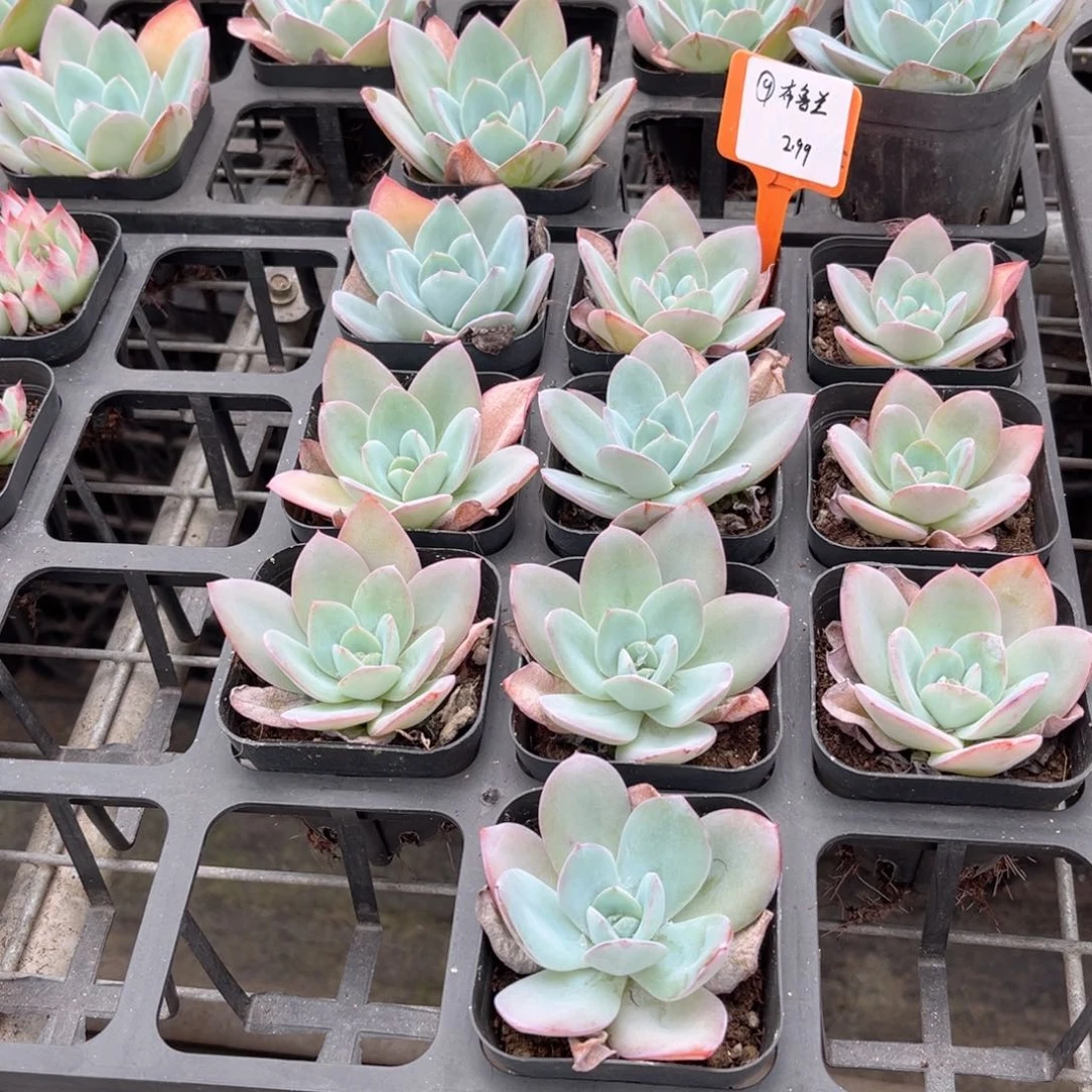 【9布鲁蓝】20包邮