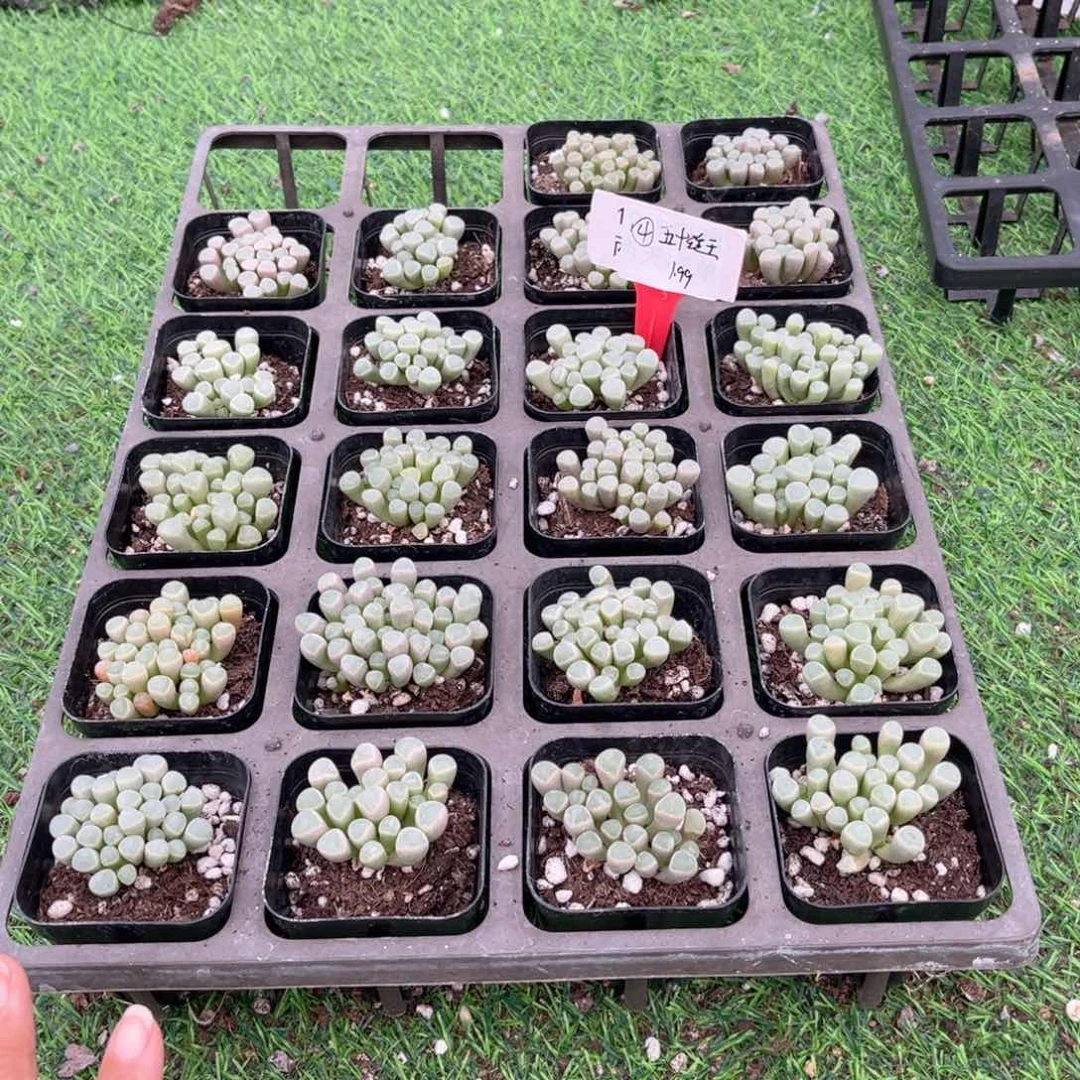 【4五十铃玉】20包邮