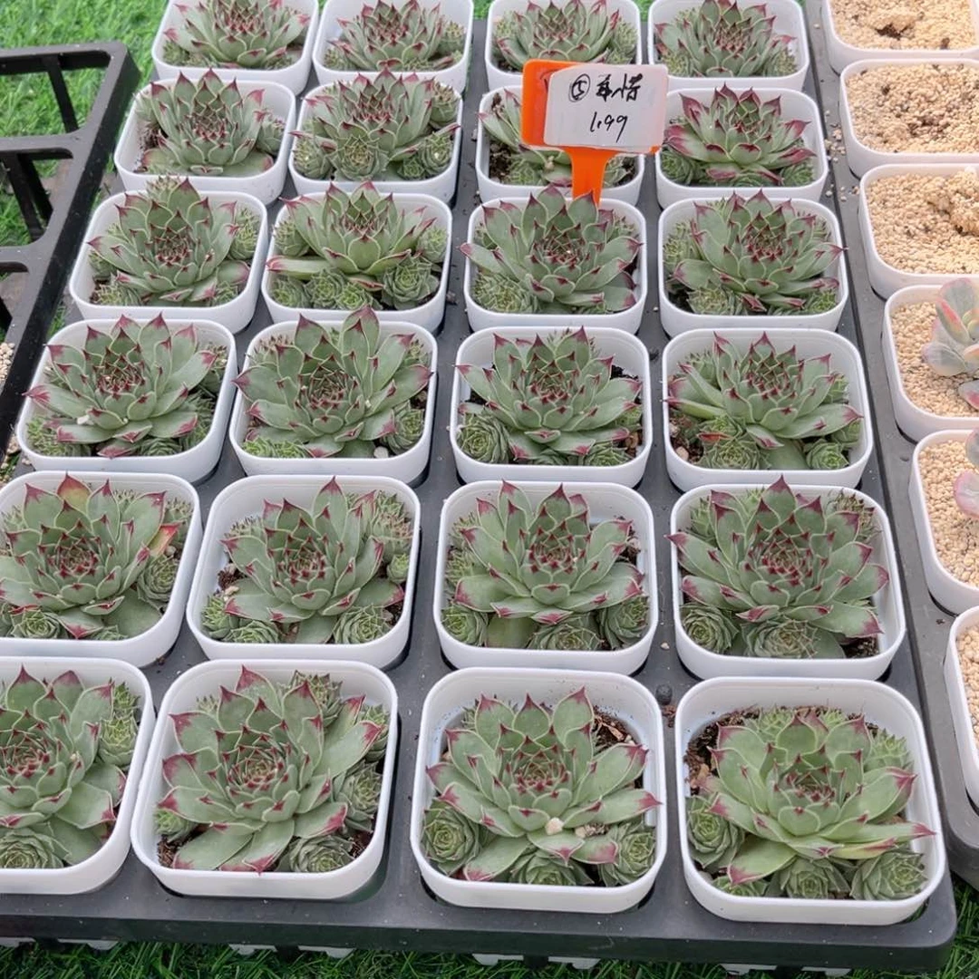 【5柔情多肉】20包邮