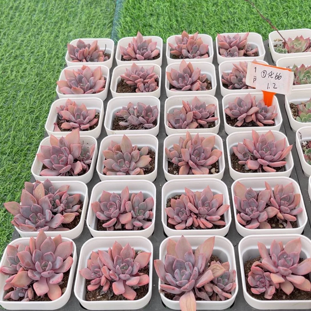 【7黛比双头】20包邮