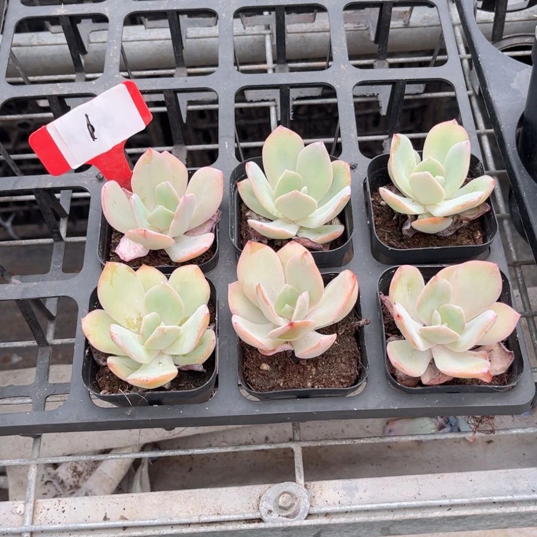 【9白凤福利】20包邮