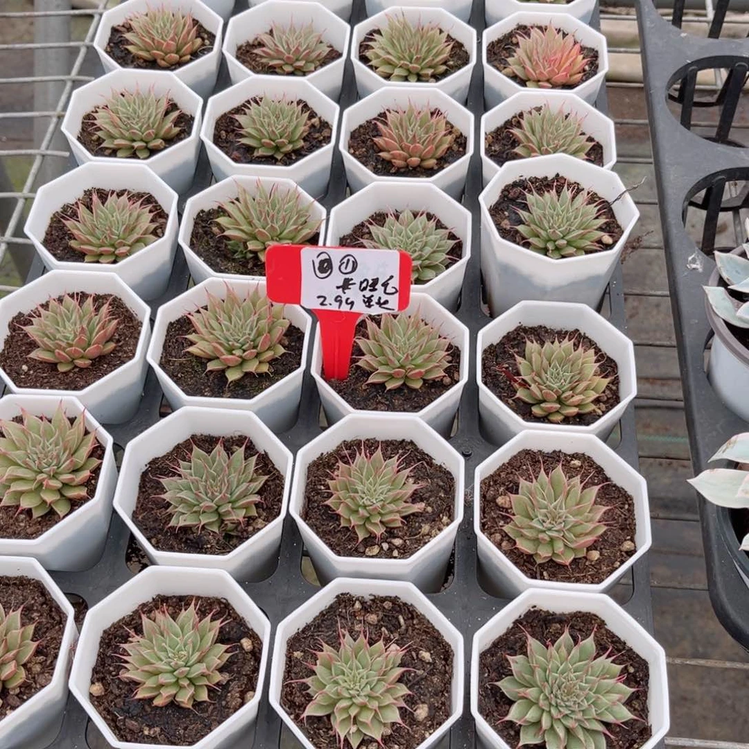 【11长睫毛单头】20包邮多肉