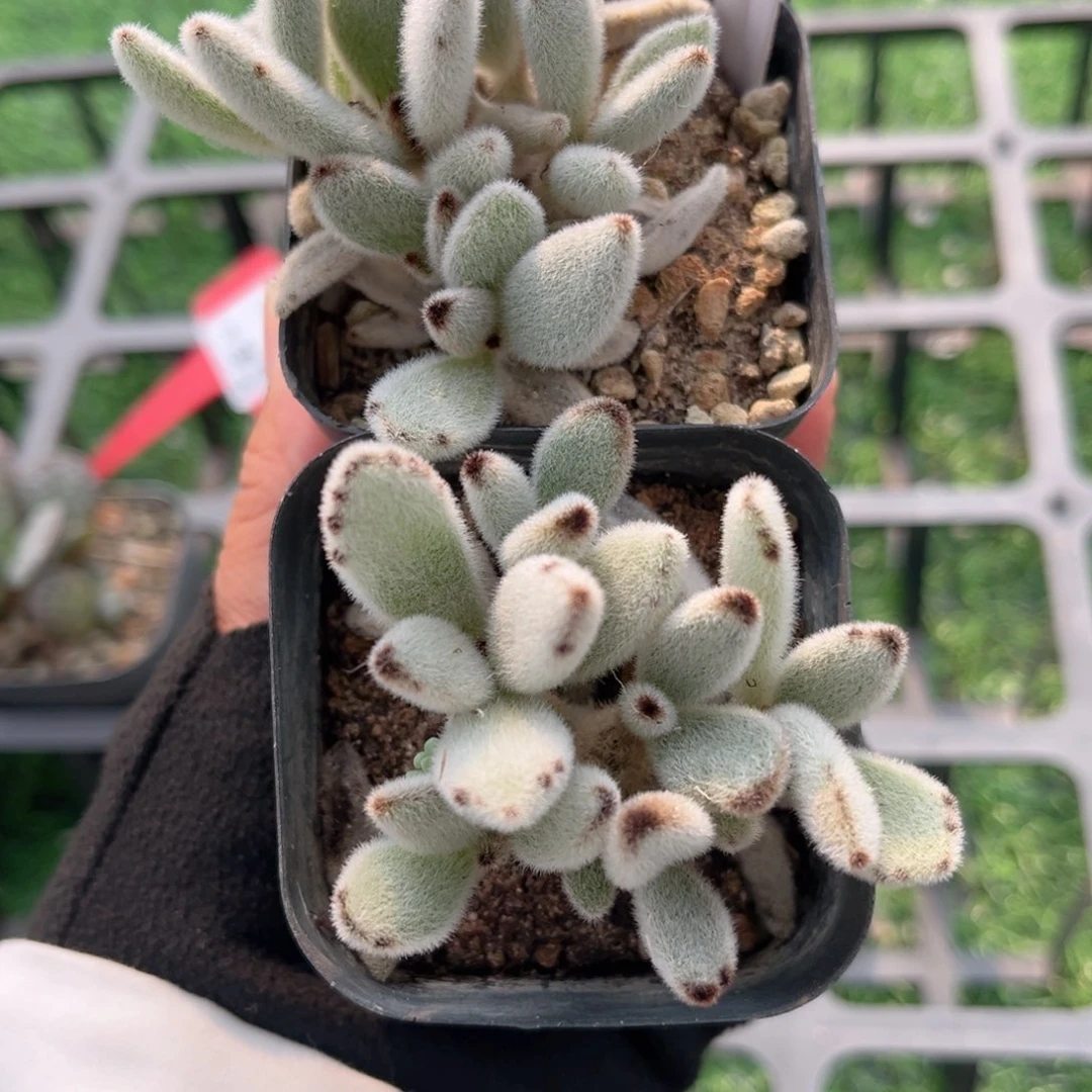 【3白兔耳】20包邮