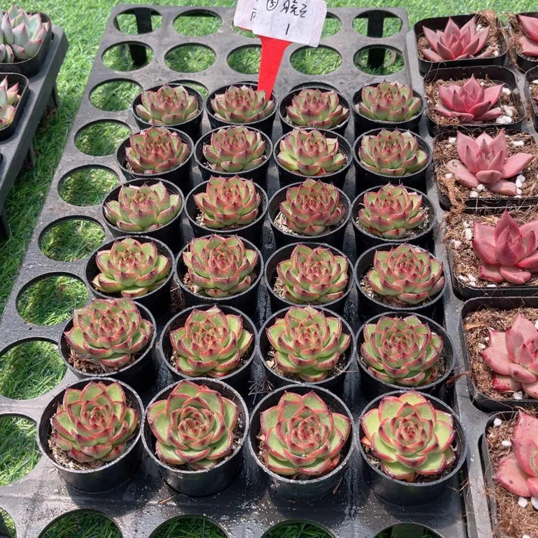 【5月亮石】20包邮