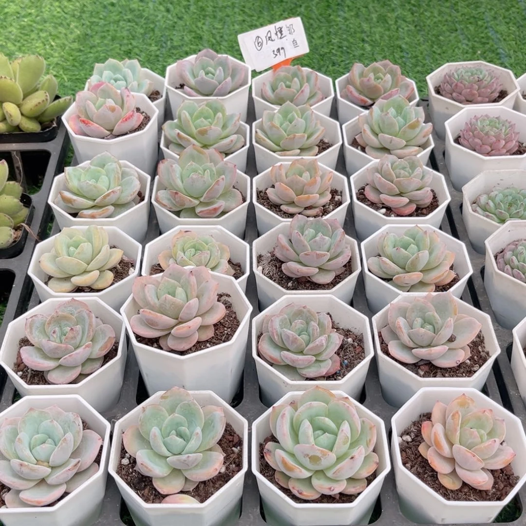 【6凤橙多肉】20包邮
