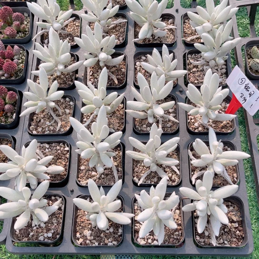 【3银月20包邮多肉