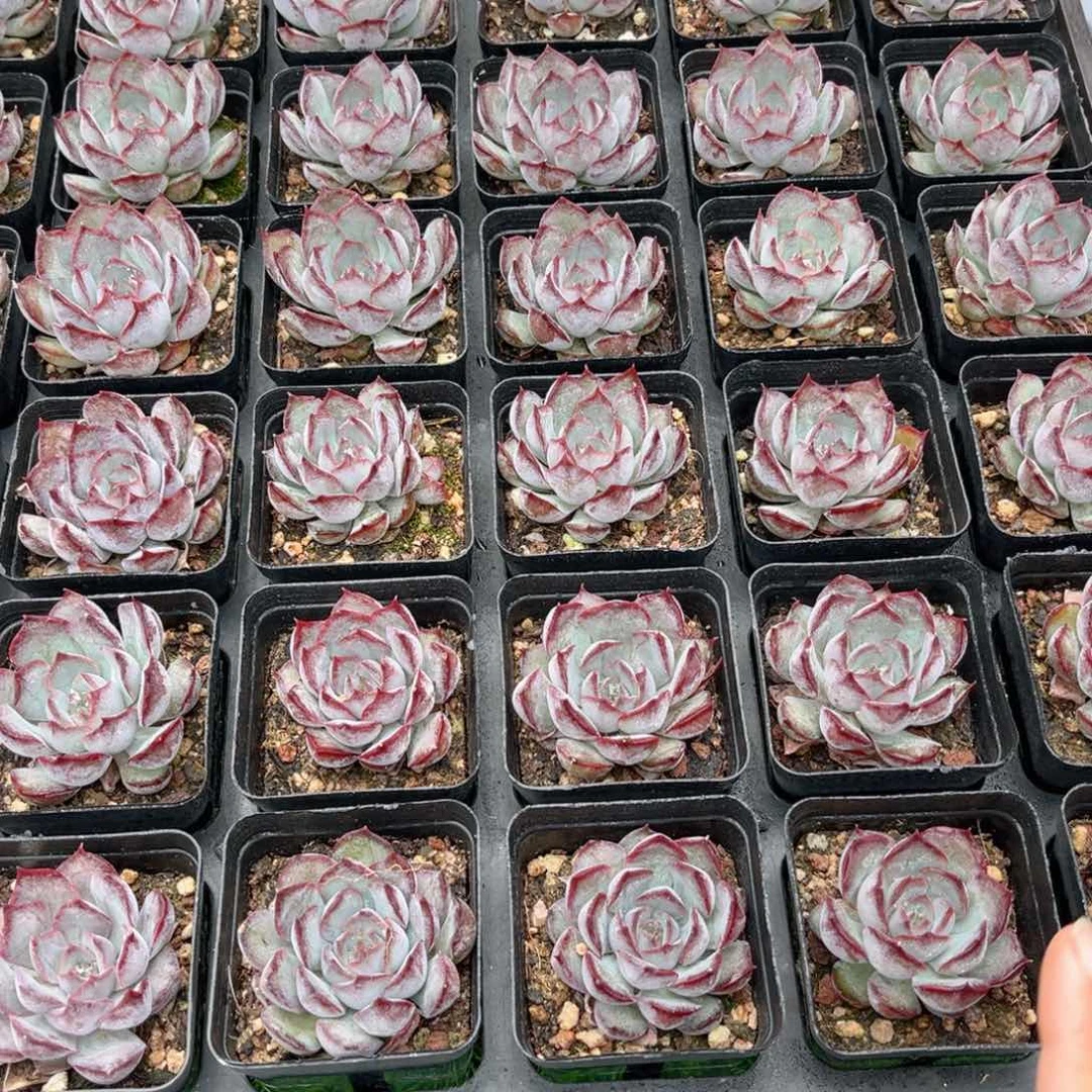 【5暗冰多肉】20包邮