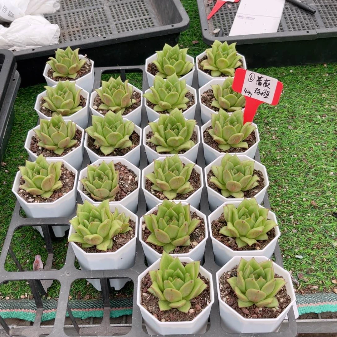 【6蔷薇玛利亚】20包邮