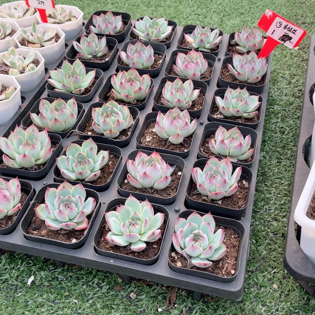 【7单头吉娃娃】20包邮多肉