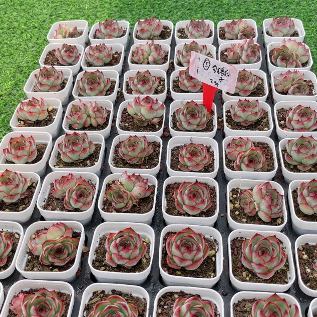 【5勾魂仙子】20包邮