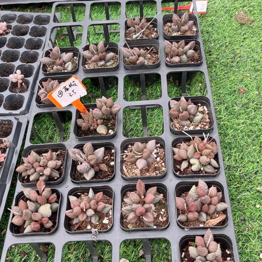 【4荔枝皮多肉】20包邮