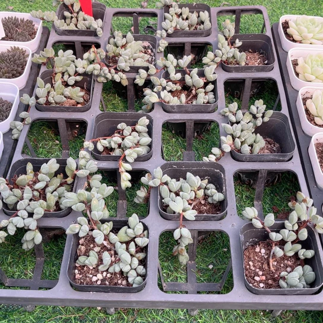 【6碧玉莲】20包邮