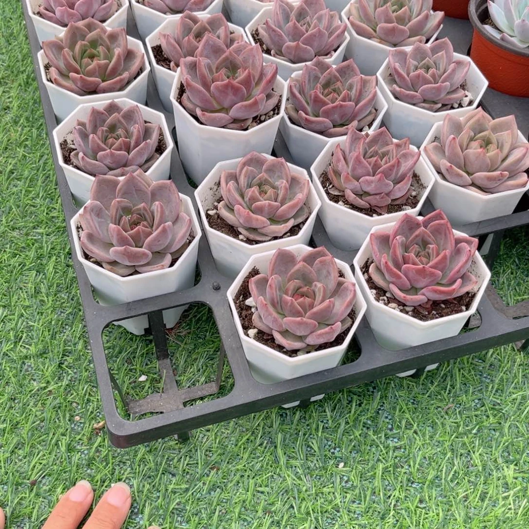 【7夜魔侠】20包邮