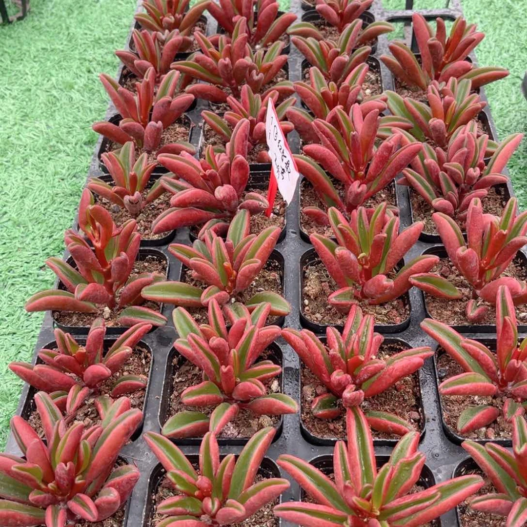 【3红背椒草】20包邮