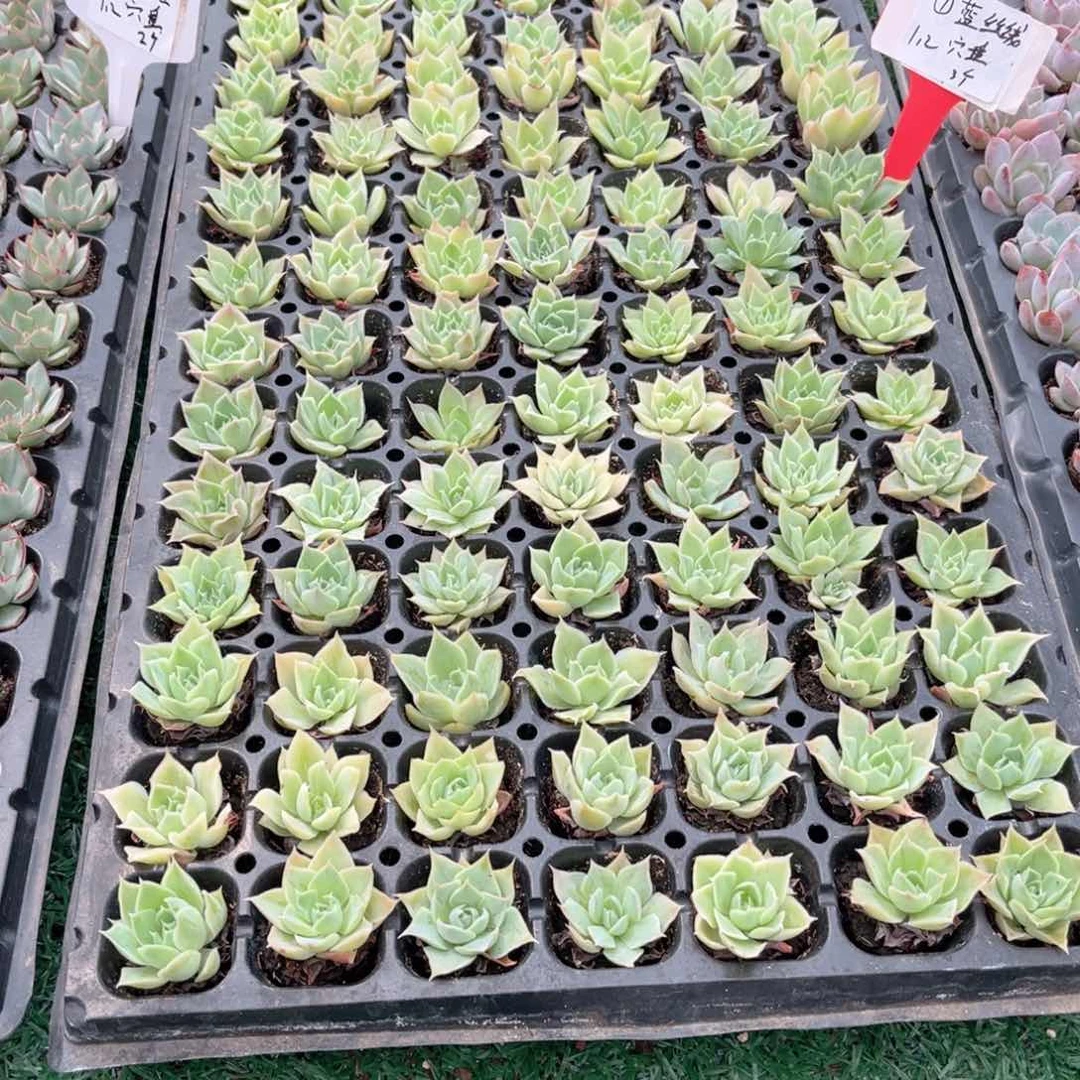 【1蓝丝绒穴盘3个】20包邮