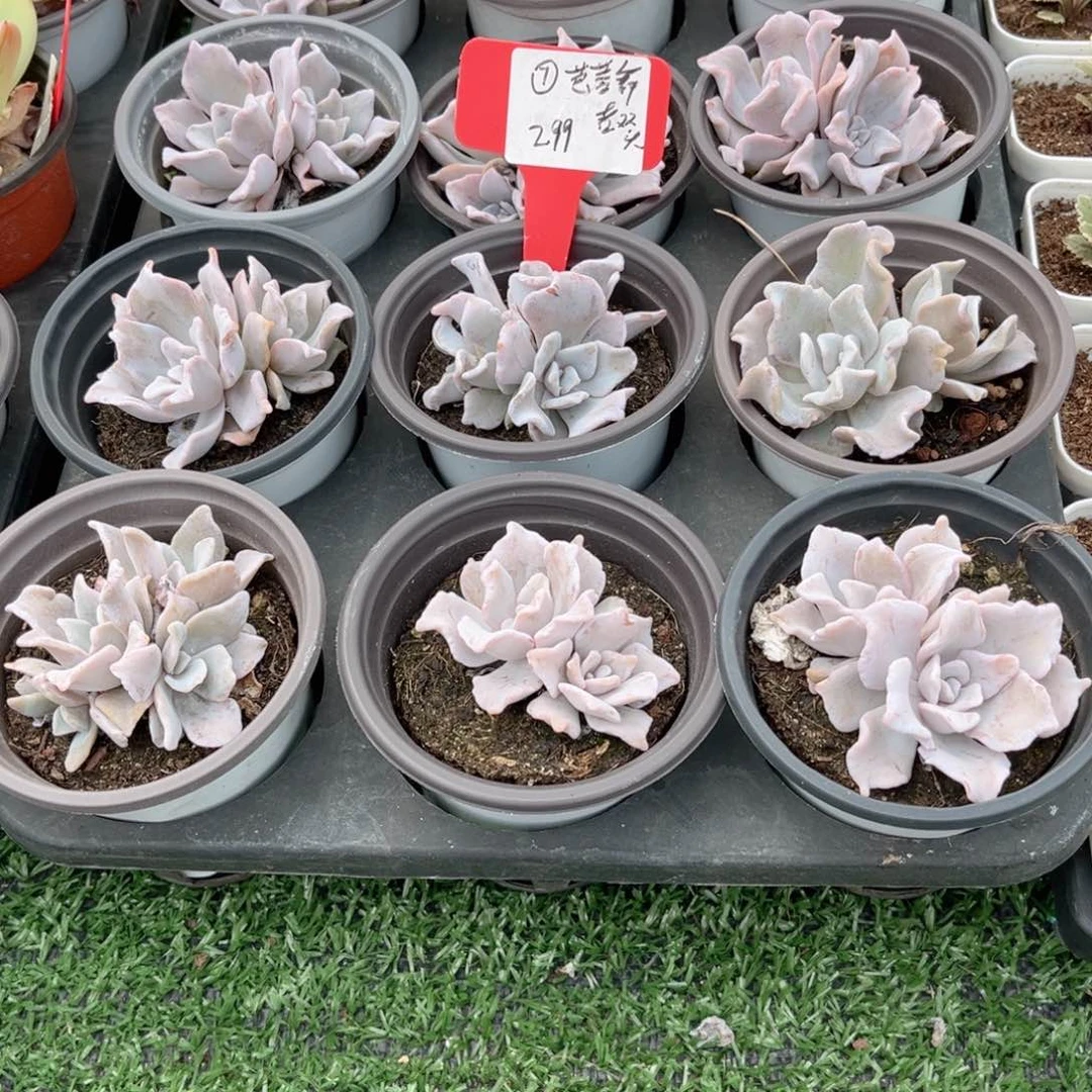 【7芭蕾舞者双头】20包邮多肉