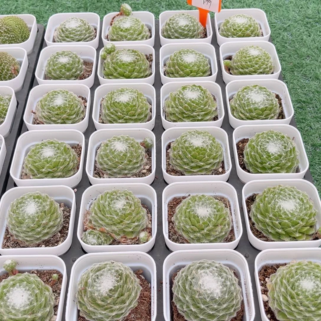 【6蛛丝卷卷】20包邮