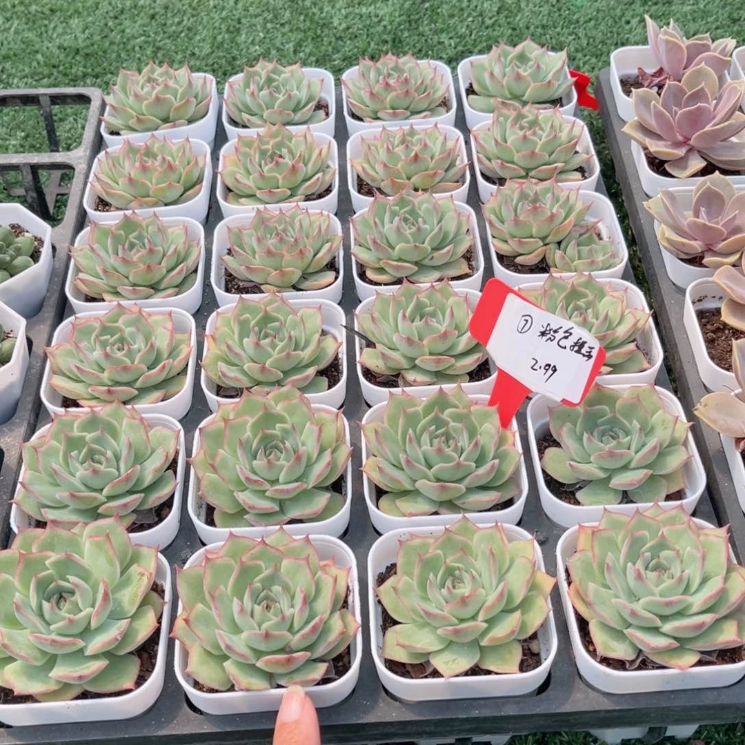 【7粉色提示】20包邮