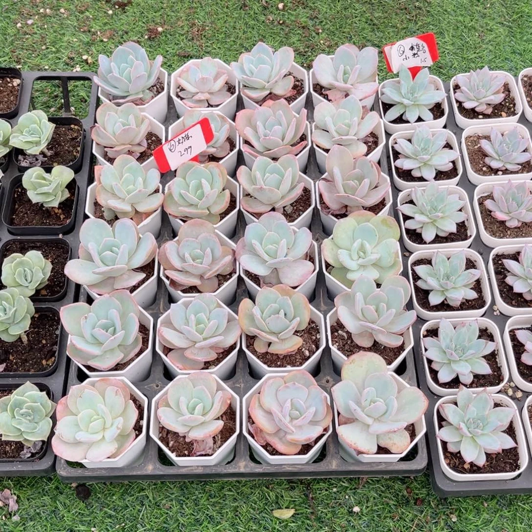 【6奶茶多肉】20包邮