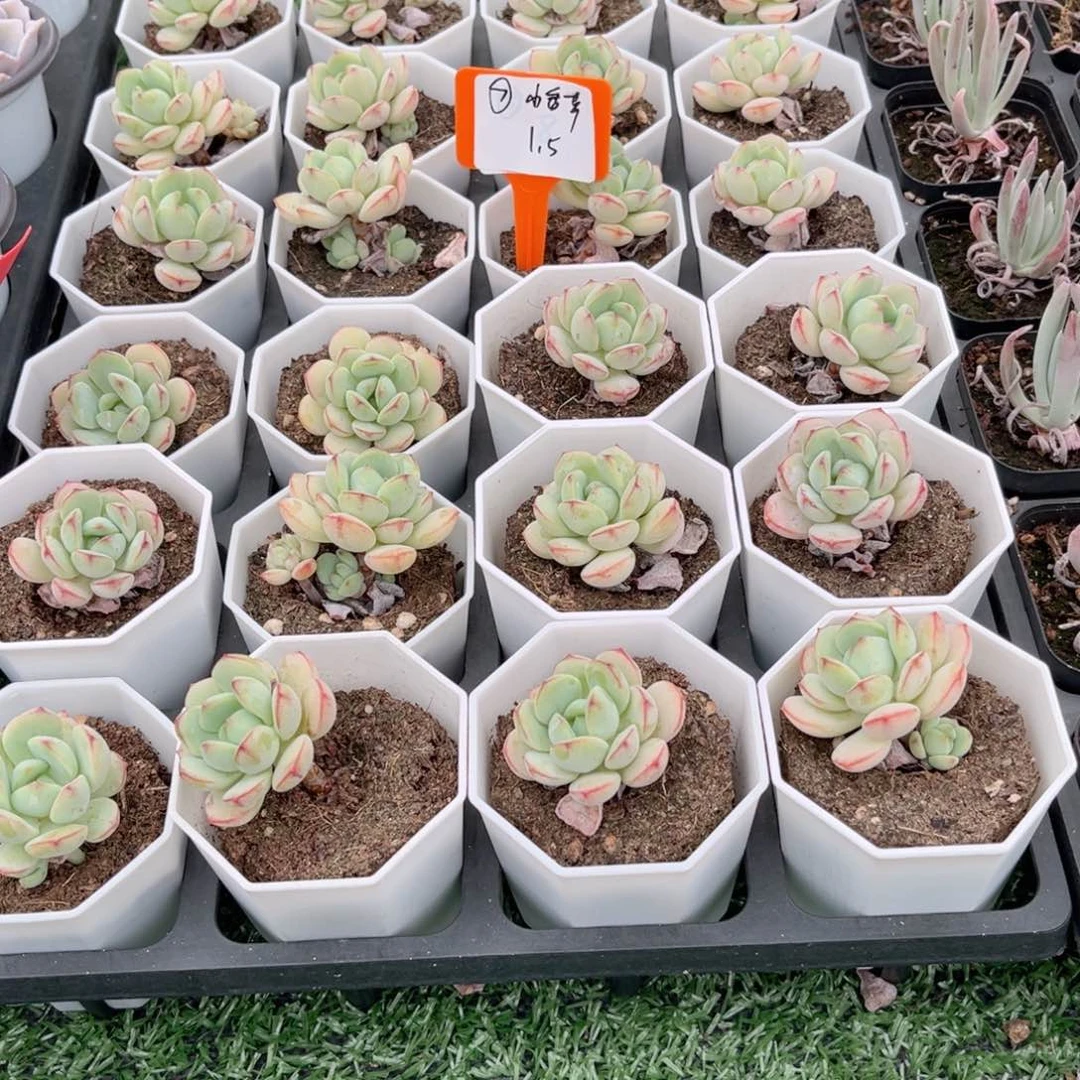 【7小香草】20包邮