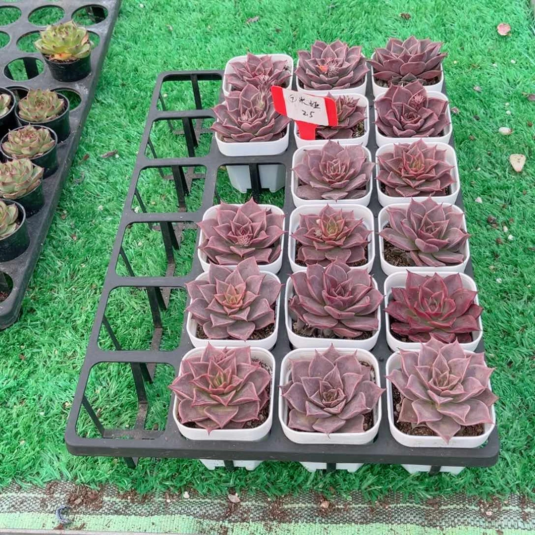 【7米娅多肉】20包邮