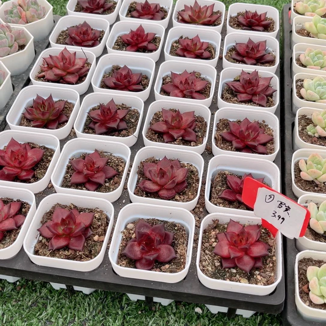 【7罗宾多肉】20包邮