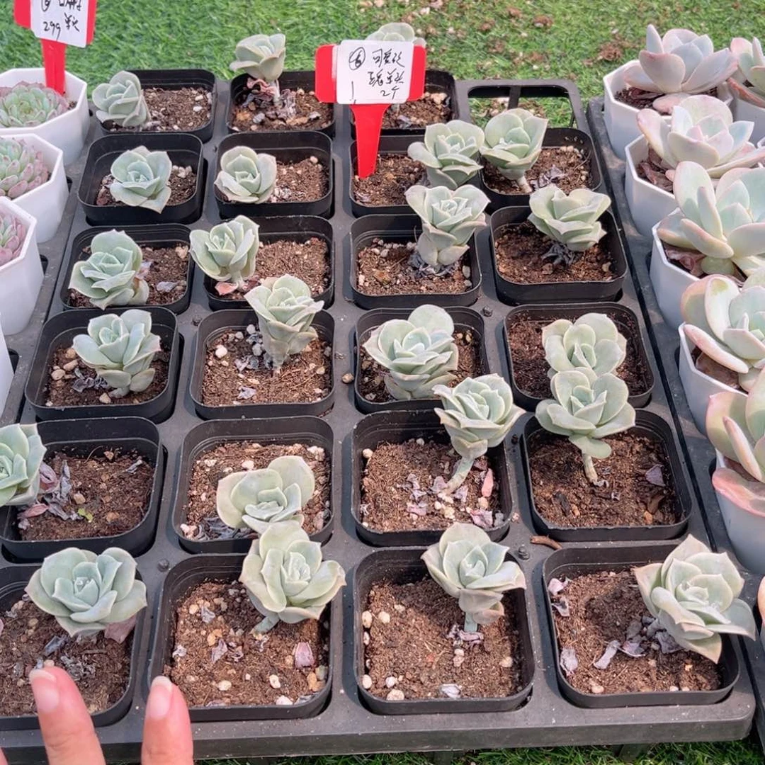【6单头可爱玫瑰2个】20包邮