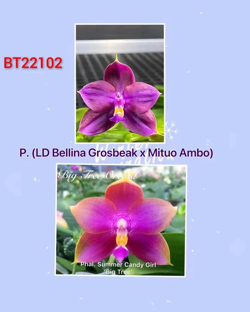 BT22102带花包开花2.5杯香