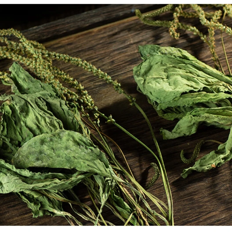 【云才支书助农】车前草