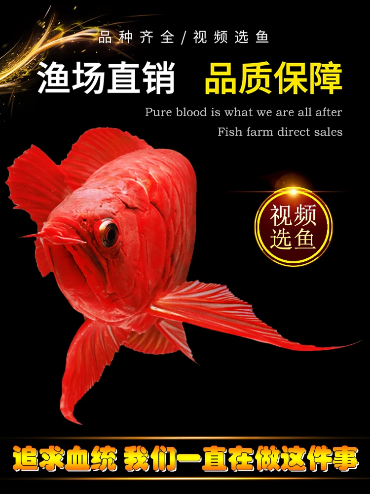 金龙鱼活鱼龙鱼幼苗印尼辣椒红龙鱼古典过背金龙鱼纯血红龙捡漏鱼