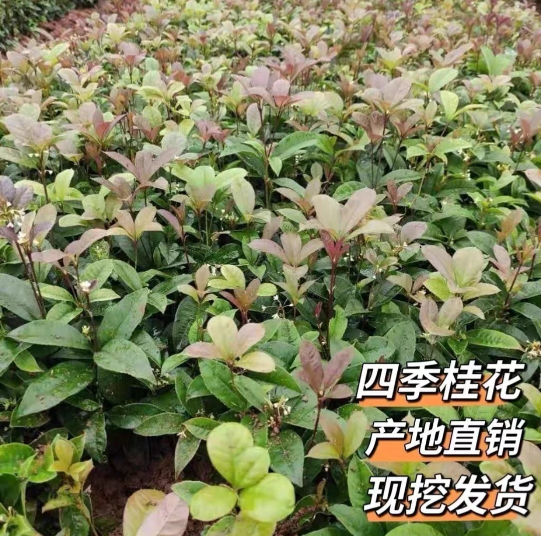 四季桂小苗月月桂苗四季常青花色块苗篱笆苗庭院开花不断耐寒耐旱