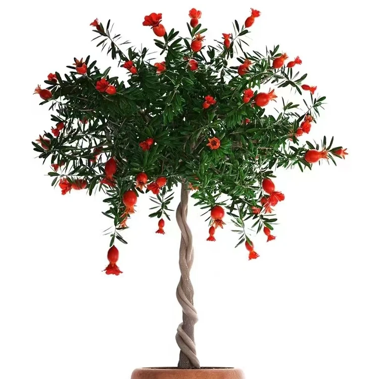 一树三品种编织麻花软籽石榴树苗