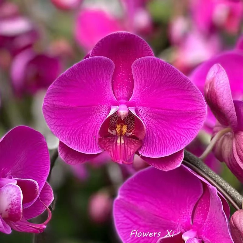 蝴蝶兰苗带盆土发