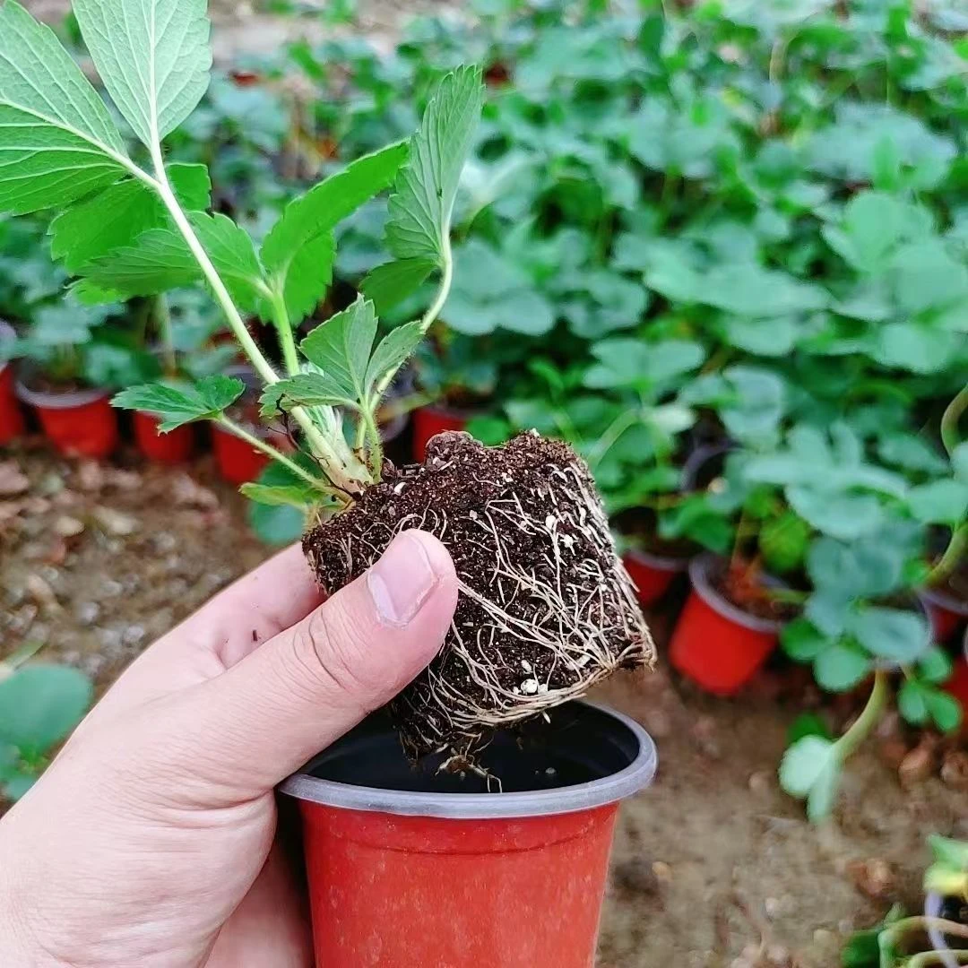 草莓苗当季新苗奶油南北方室内外种植