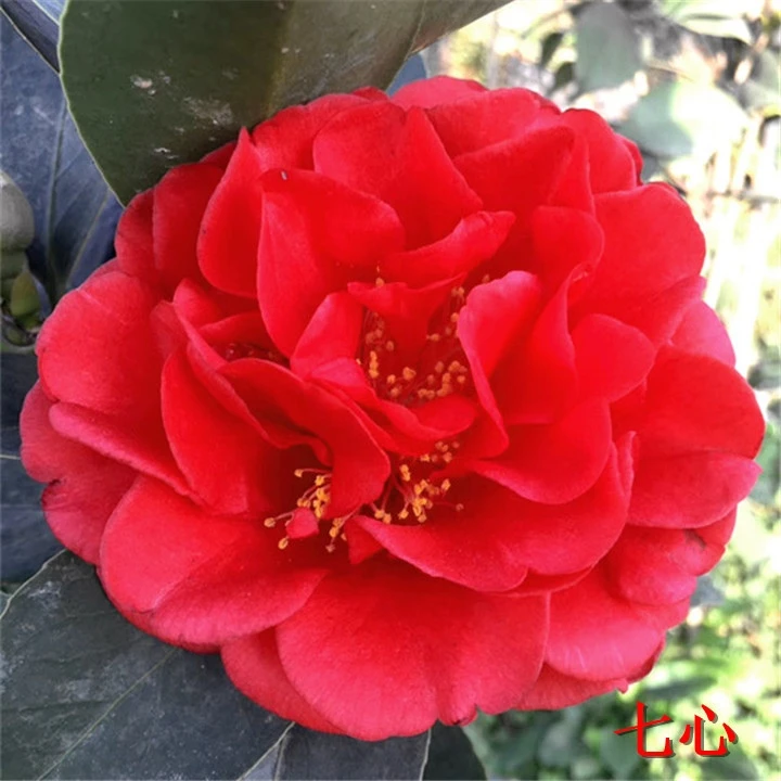 四季茶花新品种茶花夏日七心中国红茶花树苗庭院原盆原土发货