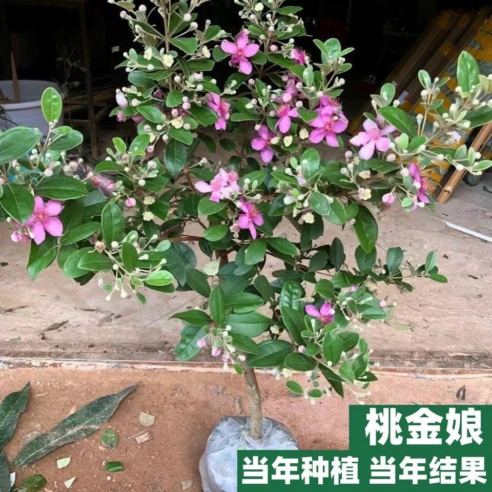 桃金娘树苗捻子果苗广西山捻子树大苗南北方种植盆栽庭院种植树苗