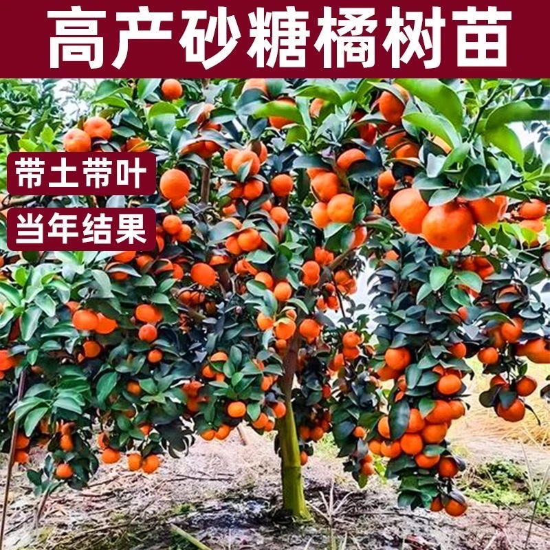 广西高产嫁接砂糖橘树苗耐寒无籽砂糖橘盆栽庭院种植带土带叶包活