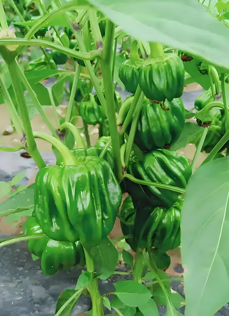 巴猛麻辣椒种子100粒