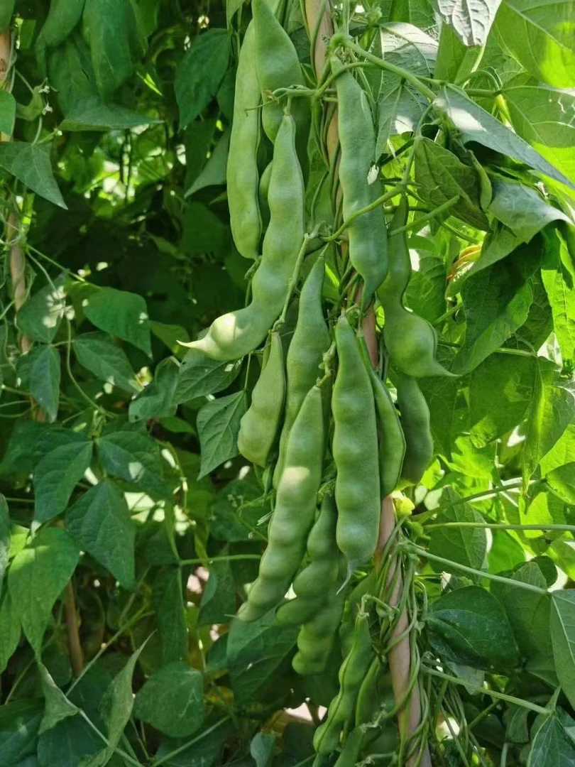 西优绿东北大油豆种子无筋无柴春秋种植100克