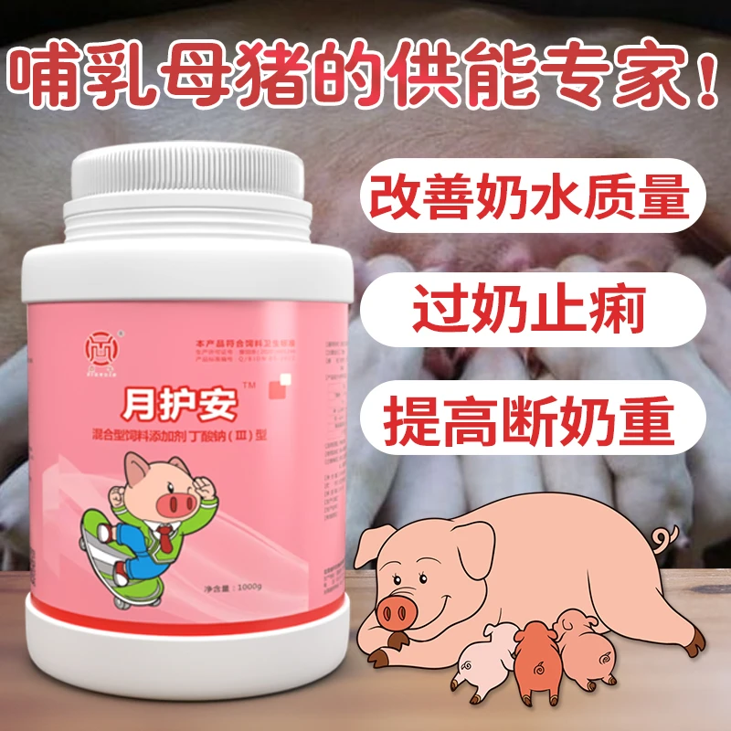 母猪奶水好小猪吃的饱