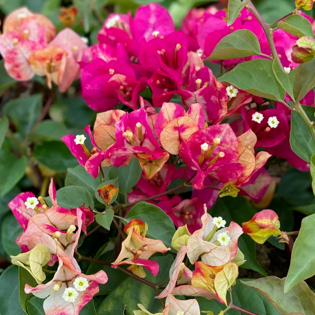 【印度画报/苗】百变画报 三角梅四季开花勤花可爬藤飘枝不带花