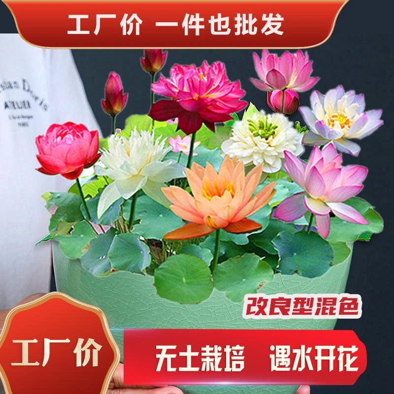【碗莲种子】盆栽绿植水养无土栽培水培莲花四季开花花卉种植水生